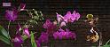 orchid_compose1_xl preview